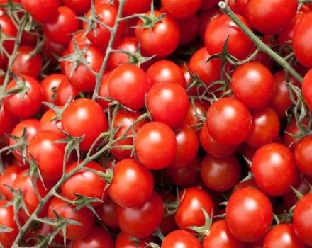 Descripción del tomate variedad Round Dance, sus características y cultivo