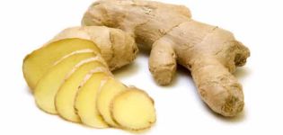 Useful properties and contraindications of ginger for men