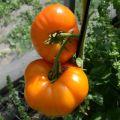 Caractéristiques et description de la variété de tomate Orange Elephant, son rendement