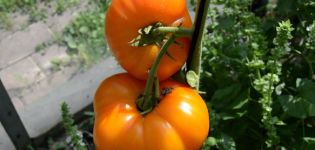 Characteristics and description of the Orange Elephant tomato variety, its yield