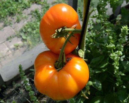 Caractéristiques et description de la variété de tomate Orange Elephant, son rendement