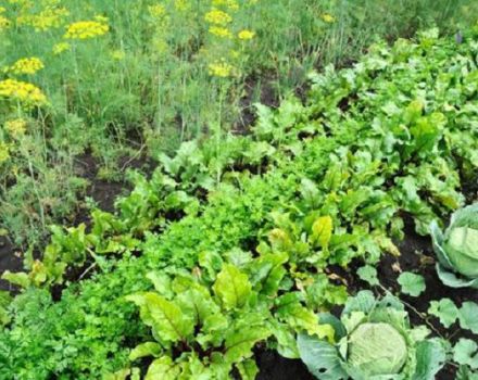 What can be planted after cabbage for the next year (table)