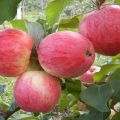 For which regions was the Alenushkino apple variety developed, description and characteristics