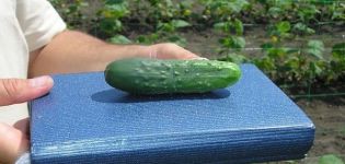 Description of the best varieties of late and mid-season cucumbers for open ground