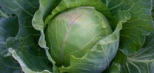 Description, planting and care of the cabbage variety Slava in the open field