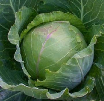 Descripción, plantación y cuidado de la variedad de repollo Slava en campo abierto.