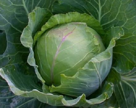 Descripción, plantación y cuidado de la variedad de repollo Slava en campo abierto.