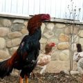 Description and rules for keeping fighting cocks of the Shamo breed