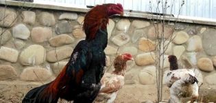 Keterangan dan peraturan untuk menjaga ayam bela keturunan Shamo