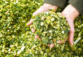 Technologie de culture du maïs pour l'ensilage, la récolte, les variétés et le rendement