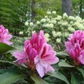 Why do rhododendron leaves turn yellow and what to do for treatment