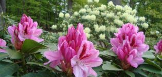 Why do rhododendron leaves turn yellow and what to do for treatment