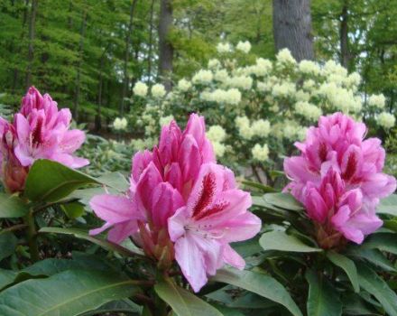 Why do the leaves of rhododendron turn yellow and what to do for treatment