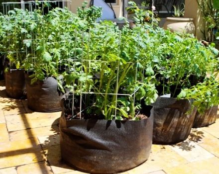 Tecnología paso a paso para el cultivo de patatas en bolsas