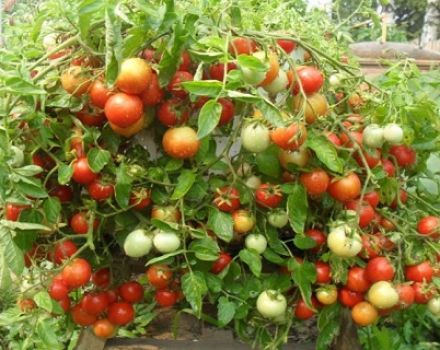 Penerangan dan ciri-ciri varieti tomato Valentine, hasilnya