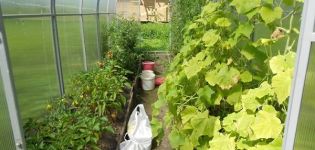 Is it possible to plant peppers and cucumbers in the same greenhouse