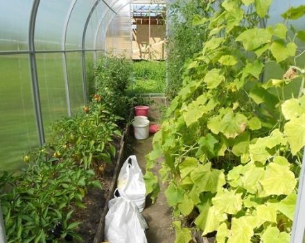 Is it possible to plant peppers and cucumbers in the same greenhouse