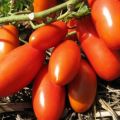 Caractéristiques et description de la variété de tomate Gulliver, son rendement