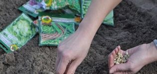 Cómo plantar guisantes antes del invierno y es posible hacerlo.