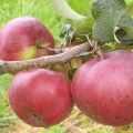 Descripción de la variedad de manzana Babushkino, características de las frutas y resistencia a enfermedades.