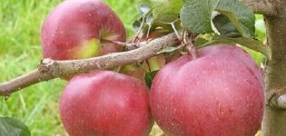 Description de la variété de pomme Babushkino, caractéristiques des fruits et résistance aux maladies