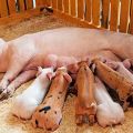 How to feed a sow at home after farrowing so that there is more milk