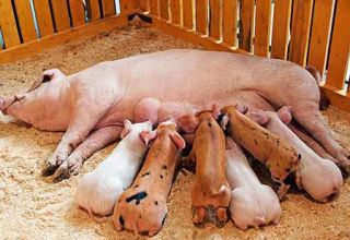 How to feed a sow after farrowing at home so that there is more milk