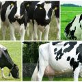 History and description of the Dutch breed of cows, their characteristics and content