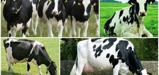 History and description of the Dutch breed of cows, their characteristics and content