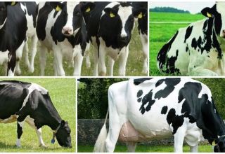 History and description of the Dutch breed of cows, their characteristics and content