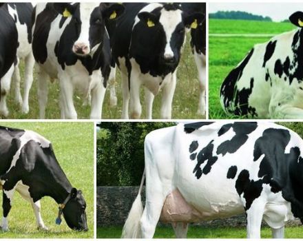 History and description of the Dutch breed of cows, their characteristics and content