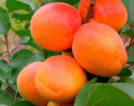 Description of the Apricot variety Aquarius, fruiting characteristics and disease resistance