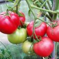 Suriin ang pinakamahusay na mga unang bahagi ng mga kamatis para sa mga greenhouse na may mga pangalan