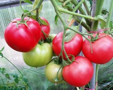 Revisión de las mejores variedades tempranas de tomates para invernaderos con nombres.