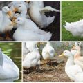 Description and characteristics of Cherry Valley ducks, breeding and care