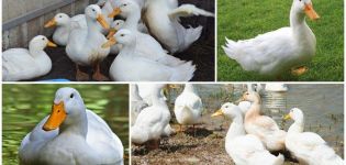 Description and characteristics of Cherry Valley ducks, breeding and care