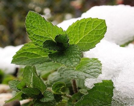 Description de la variété de menthe poivrée Kuban menthe, caractéristiques de culture et de soins