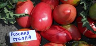 Características y descripción de la variedad de tomate Pink Stella, su rendimiento