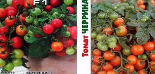 Description of the variety of tomato Cerrinano its cultivation methods