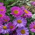 Description des variétés d'asters alpins, culture, plantation et entretien