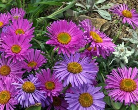 Description des variétés d'asters alpins, culture, plantation et entretien