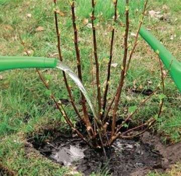 Paano at kailan mas mahusay na i-transplant ang isang currant bush sa isang bagong lugar