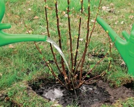 How and when is it better to transplant a currant bush to a new place