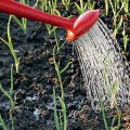 How often to water the garlic outdoors and until when?