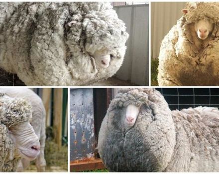 Characteristics of merino sheep and who bred them, what is known and breeding