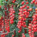 Caractéristiques et description de la variété de tomates cerises Rouge cerise, son rendement