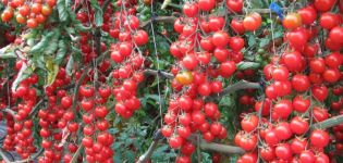 Características y descripción de la variedad de tomate cherry Rojo cereza, su rendimiento