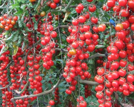 Características y descripción de la variedad de tomate cherry Rojo cereza, su rendimiento