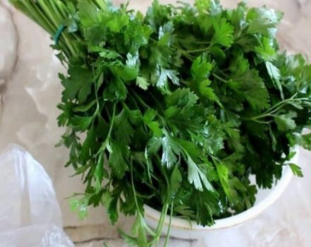 How to properly preserve parsley for the winter at home