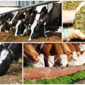 The benefits of silage for cows and how to do it right at home, storage